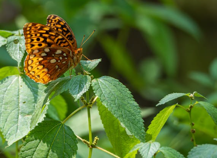 Biodiversity Net Gain, Bird Boxes, and the Vital Role of Avian Habitats