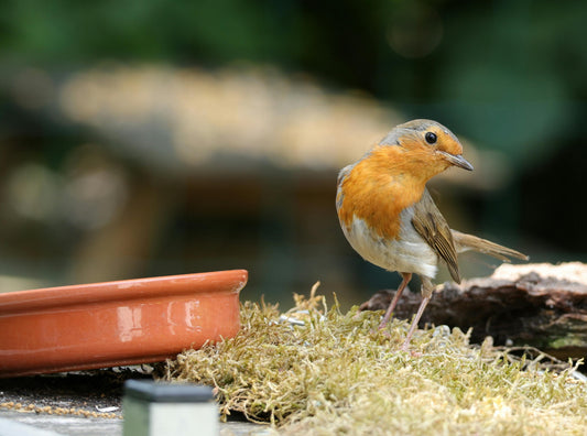 What to feed wildlife in your garden during winter in the UK