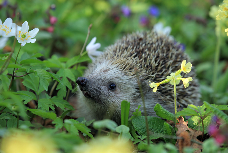 Hedgehog Boxes